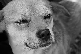 狗,寵物,動物