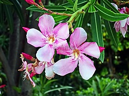 劳里埃罗斯,粉红色的花朵,有毒