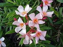 劳里埃罗斯,粉红色的花朵,有毒