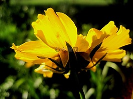 雛菊,花,盛開