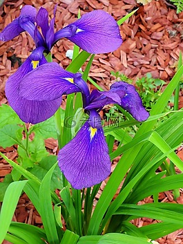 百合,鳶尾花,床