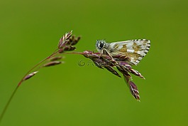 蝴蝶,性質(zhì),昆蟲