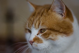 貓,寵物,動物