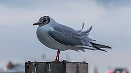 鳥,動物世界,性質(zhì)