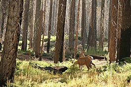 鹿,野生動物,森林