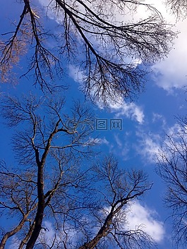 天空,藍色,樹