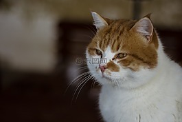 貓,寵物,動(dòng)物