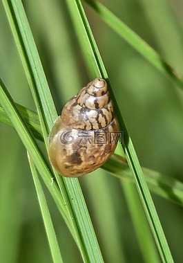 外壳,蜗牛,软体动物