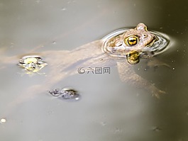 常見(jiàn)的蟾蜍,蟾蜍,兩棲類動(dòng)物