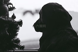 狗,動物,拉布拉多