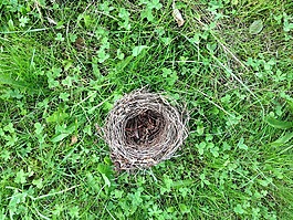 鳥巢,草,綠色