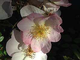 花,自然,植物區(qū)系