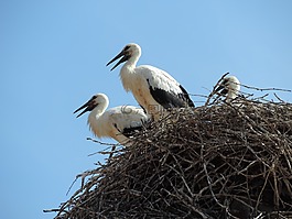 鸛,鳥,白