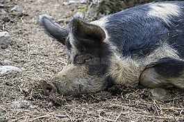 豬,動物,休息