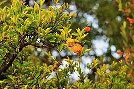 檸檬,樹,水果