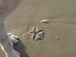 海灘,海,果阿