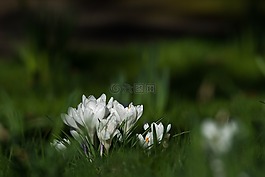 藏紅花,鮮花,春天
