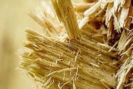 木,宏,樹