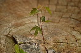 增長,植物,樹干