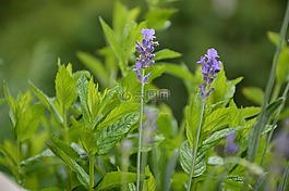 熏衣草,薄荷,紫