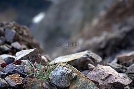 岩,洛基,植物