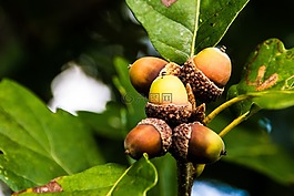 橡子,橡樹(shù),橡樹(shù)葉子