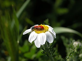 雛菊,昆蟲,性質(zhì)