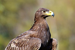 阿德勒,鷙鳥,猛禽