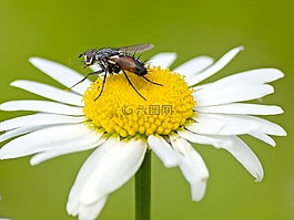飛,昆蟲,動物