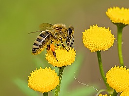 蜜蜂,昆蟲,性質(zhì)
