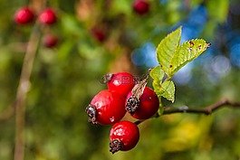玫瑰果,水果,紅色