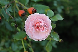 玫瑰,花,玫瑰綻放