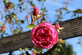 玫瑰,開(kāi)花,紅玫瑰