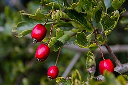 粉莓,紅色,水果