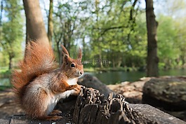 松鼠,動物,possierlich