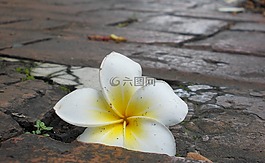 花,白,黃色