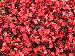 鮮花,紅色,植物
