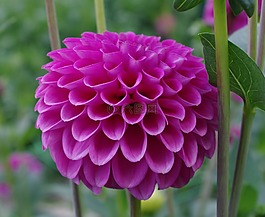 大麗花,花,盛開(kāi)