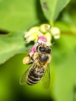 蜜蜂,昆蟲,性質(zhì)