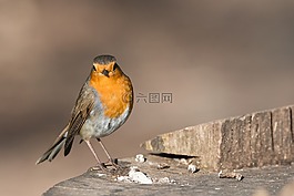 罗宾,鸟,erithacus rubecula