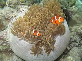 小丑魚,魚,海