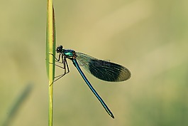 蜻蜓,昆蟲,翼