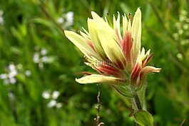 黃色的花,懷俄明州,夏天