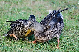 野生,動物,鴨