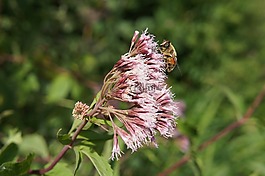 花,粉色,蜜蜂