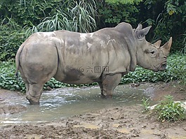 犀牛,動(dòng)物,非洲