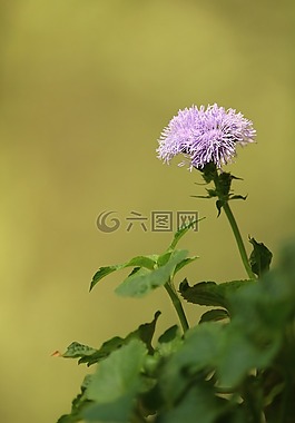 花卉,夏季,草
