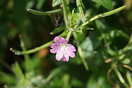 花,粉色,大自然
