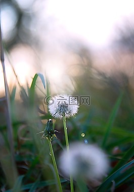 蒲公英,秋季,草