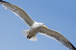 海鷗,鳥(niǎo),飛行員